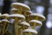 denne zwavelkop (hypholoma capnoides) 11-2024 1776
